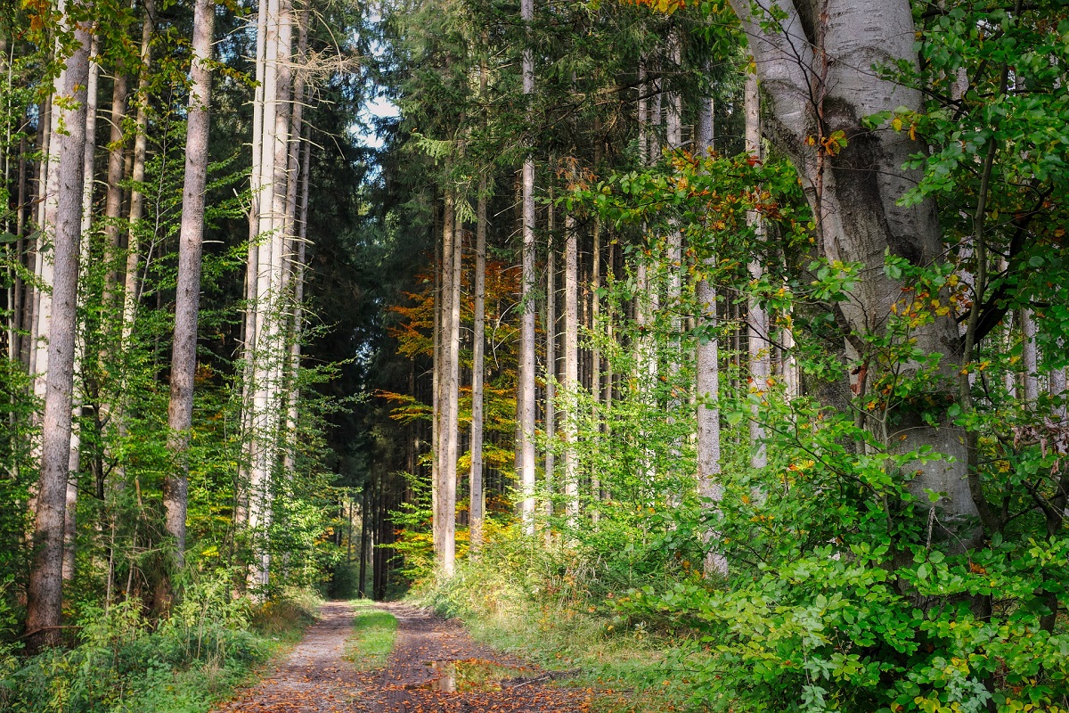 Klöckner stellt Waldstrategie 2050 vor