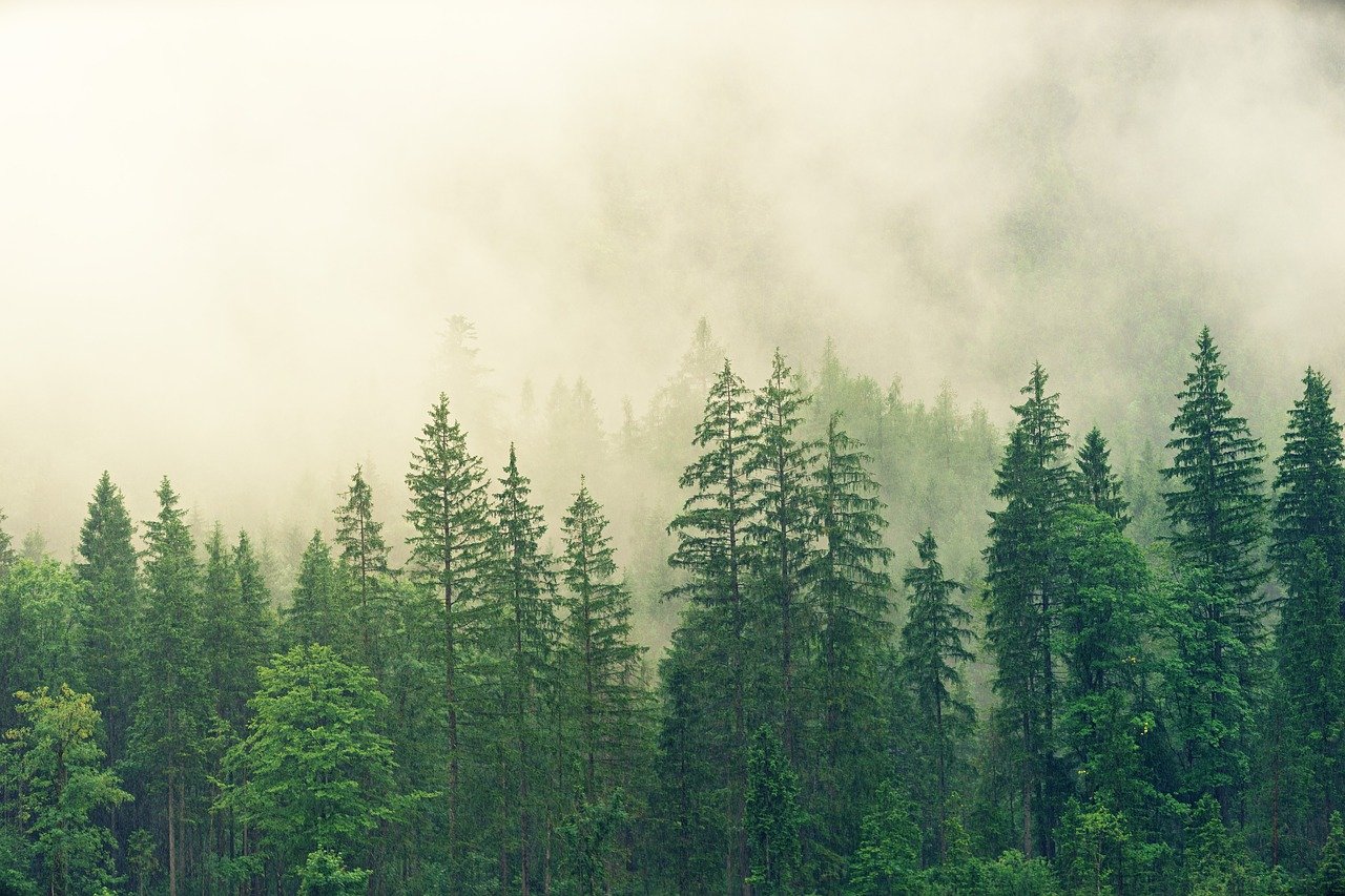 Ergebnisse Waldzustandserhebung 2020