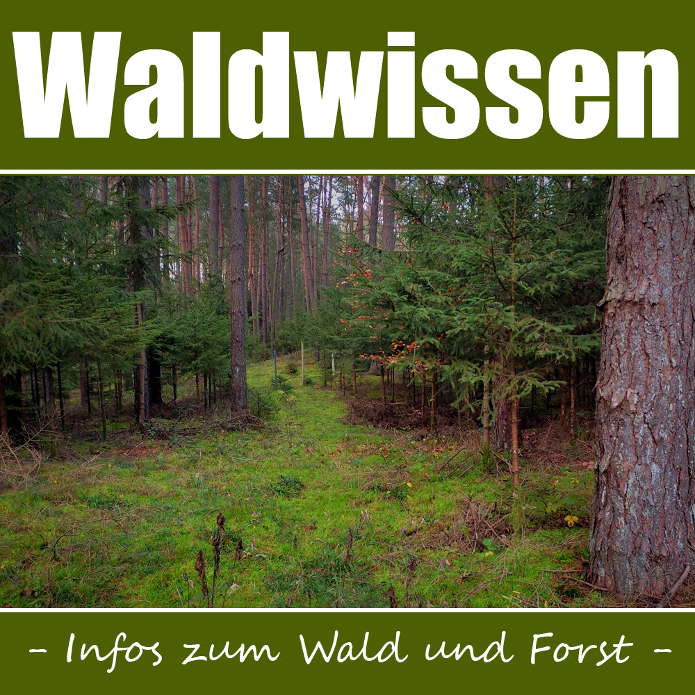 Banner Waldwissen Modul